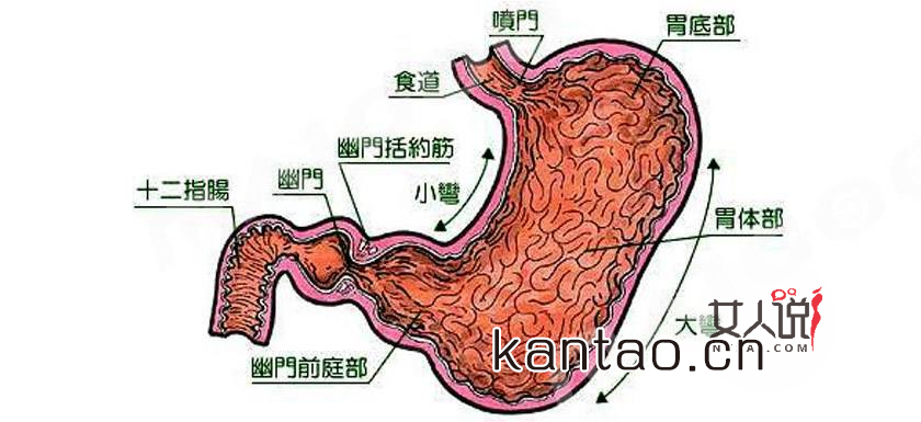 来看看胃在哪个位置图