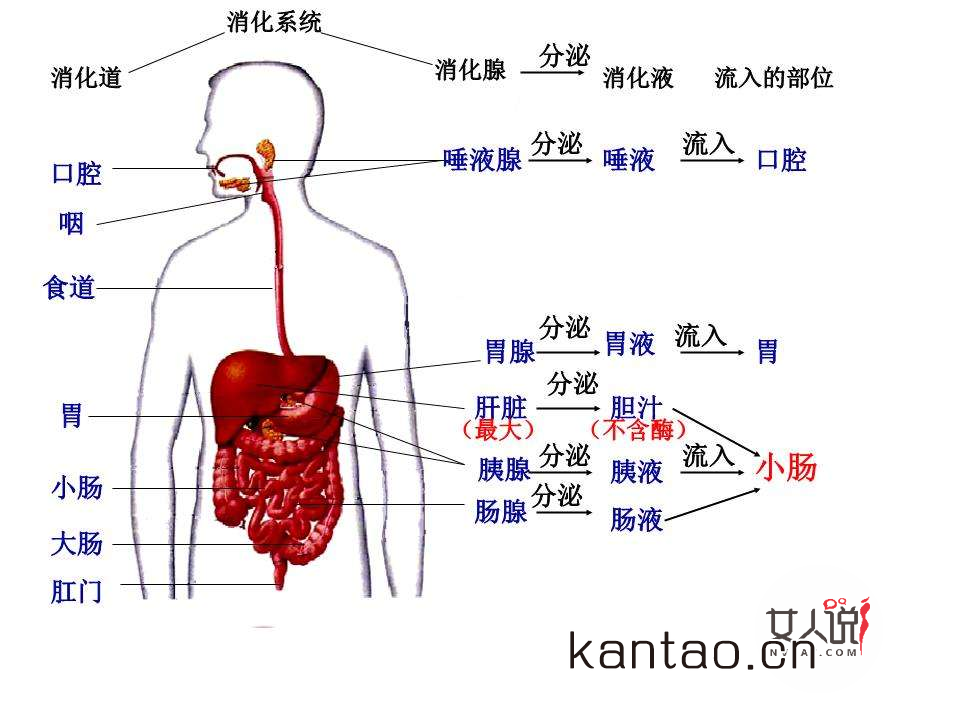 你知道你的胃在哪吗来看看胃在哪个位置图