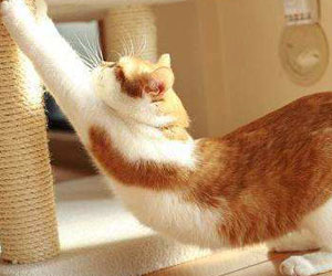 日本瘦腰锻炼法！一分钟瘦腰法和猫咪减肥法让你获得小蛮腰！
