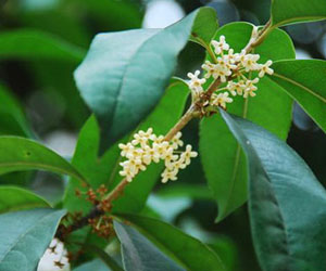 描写花的美段摘抄-桂花身姿茂盛,叶儿细长深绿