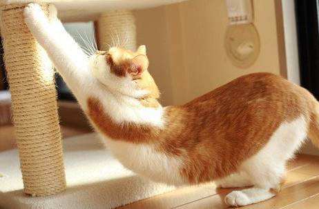 日本瘦腰锻炼法一分钟瘦腰法和猫咪减肥法让你获得小蛮腰