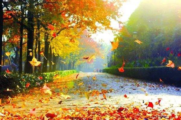 描写秋天的诗词-树树皆秋色，山山唯落晖.jpg
