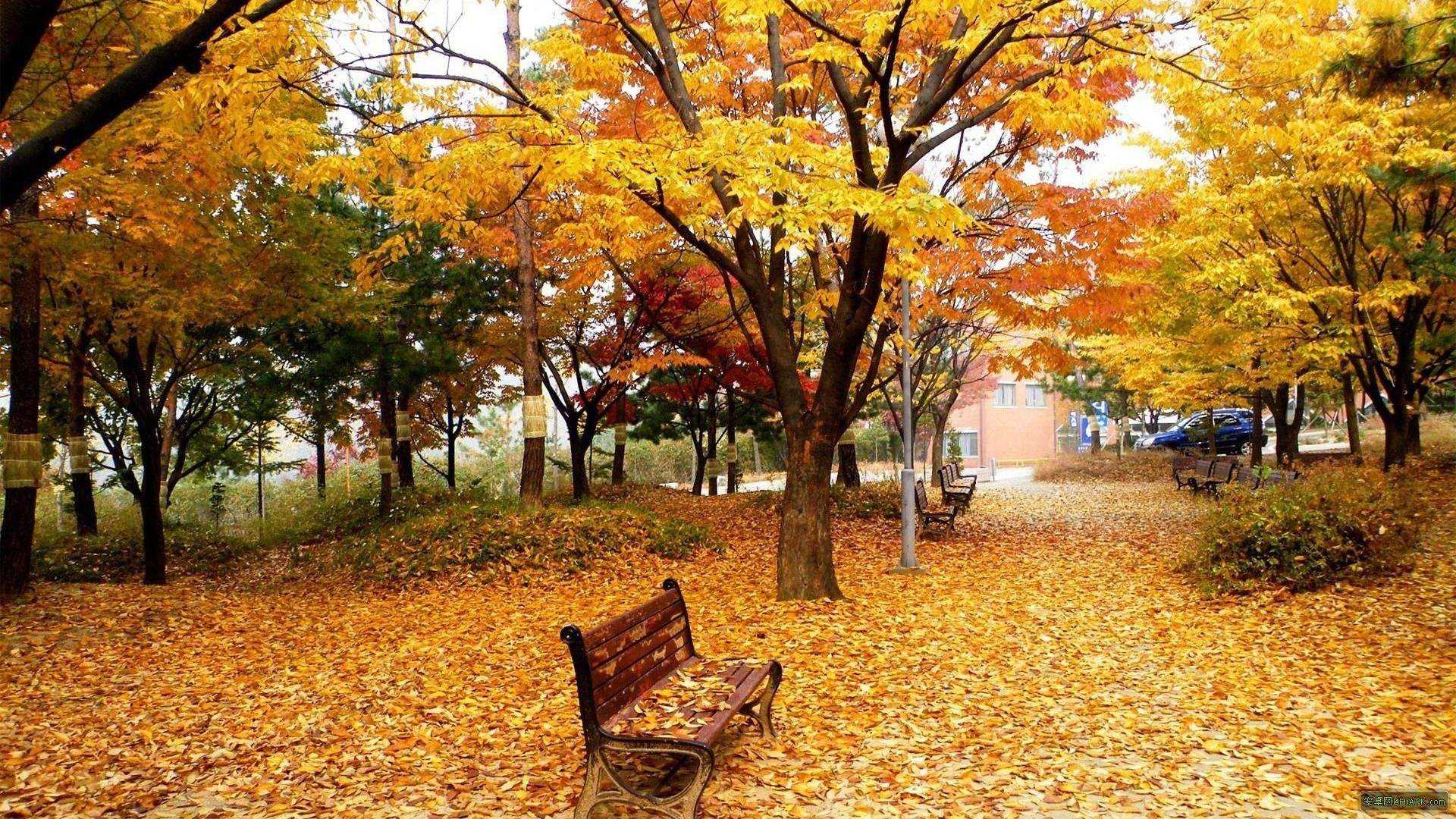 描写秋天景色的句子-叶子从大树上落下，有的像蝴蝶翩翩起舞，有的像大雁展翅飞翔.jpg