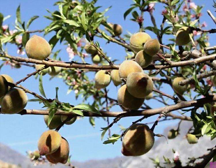 云南东川区三元宫道观桃树一年开五次花结五次果