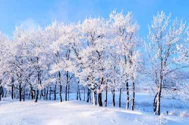 描写冬天的诗句短句 千树万树梨花开