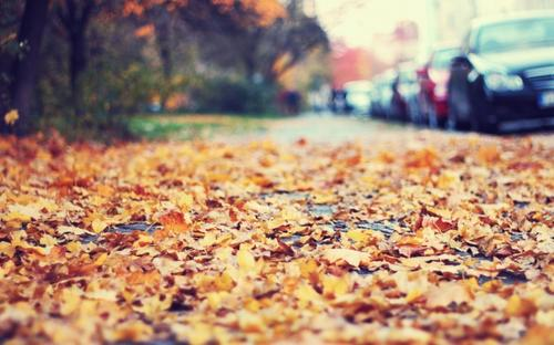 秋天忧伤凄美的句子 树叶零乱，凄凉片片